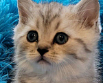 Кошки в Москве: шотландские котята Мальчик, 20 000 руб. - фото 6