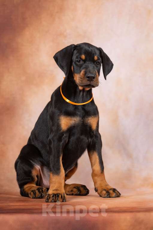 Собаки в Москве: Щенок добермана Девочка, 100 000 руб. - фото 2