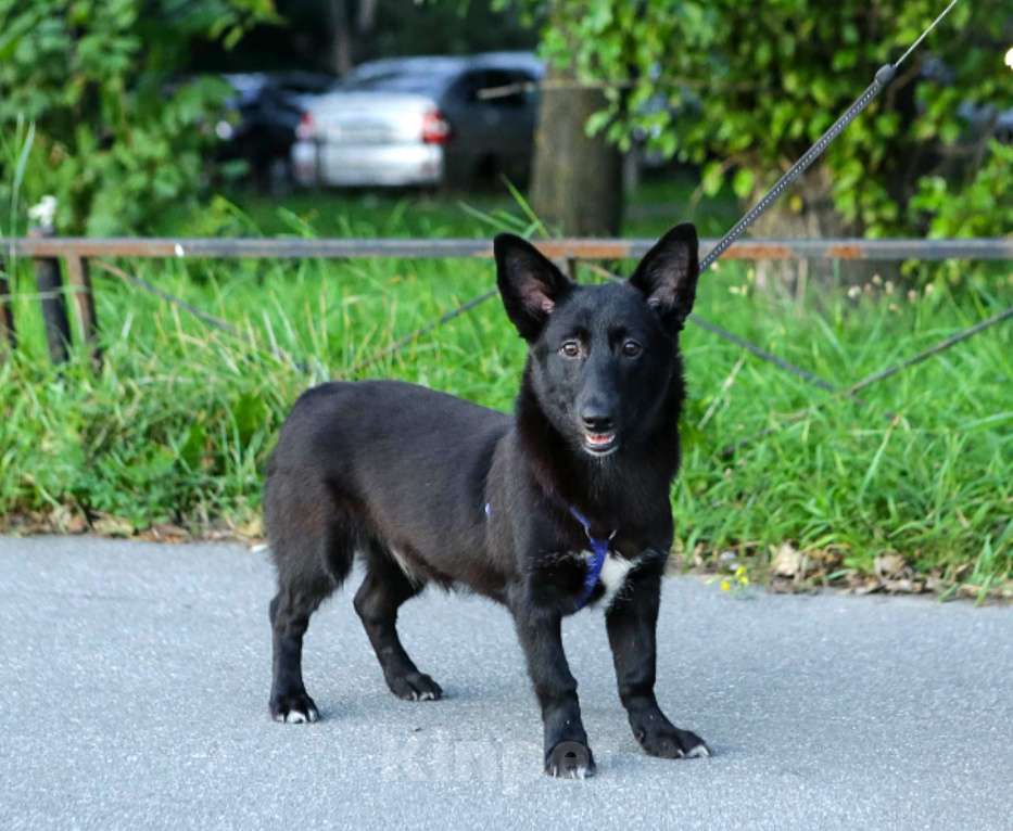 Собаки в Санкт-Петербурге: Щенок коротколапый Хьюстон ищет дом! Мальчик, Бесплатно - фото 2