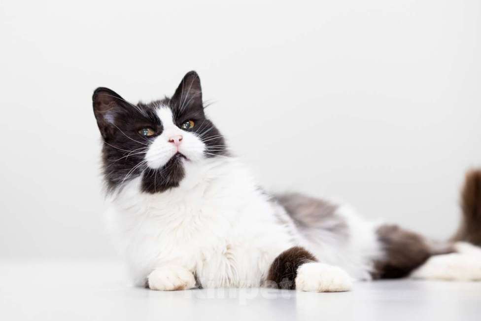 Кошки в Москве: кошка Буся в добрые руки Девочка, Бесплатно - фото 3