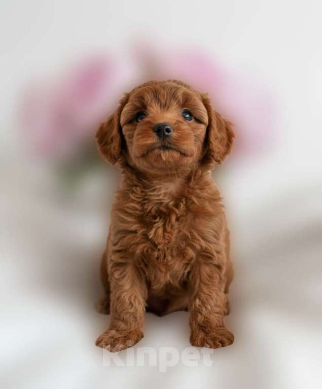 Собаки в Москве: Мальтипу F1 премиум мини Мальчик, 80 000 руб. - фото 2