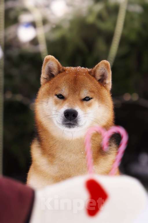 Собаки в Москве: Сиба вязка Интерчемпион Мальчик, Бесплатно - фото 1