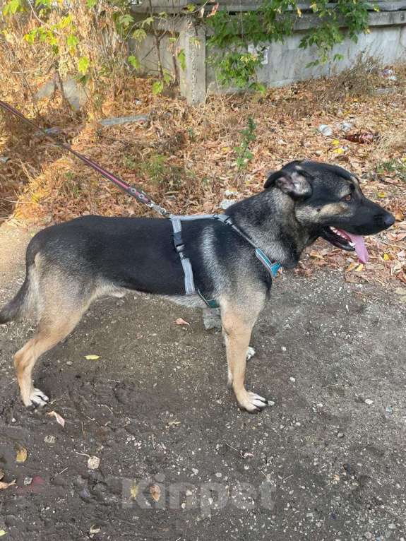 Собаки в Москве: Один ищет любящую семью  Мальчик, Бесплатно - фото 3