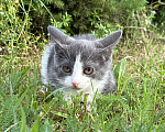 Кошки в Сосновом Бору: Котенок Кексик Мальчик, Бесплатно - фото 5