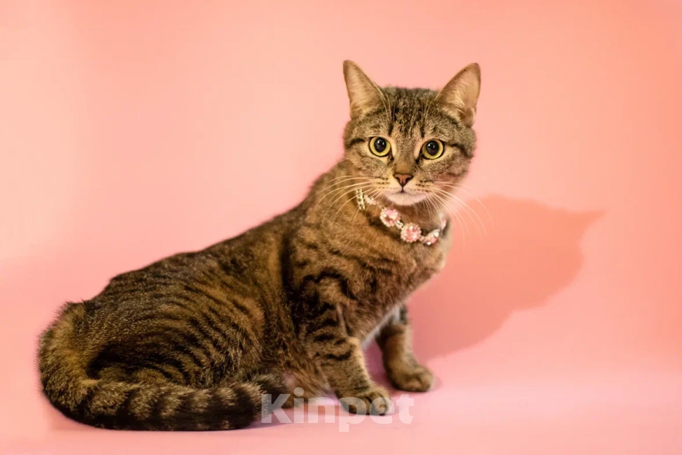 Кошки в Москве: Говорливая Миринда в любящую семью❤️ Девочка, Бесплатно - фото 5