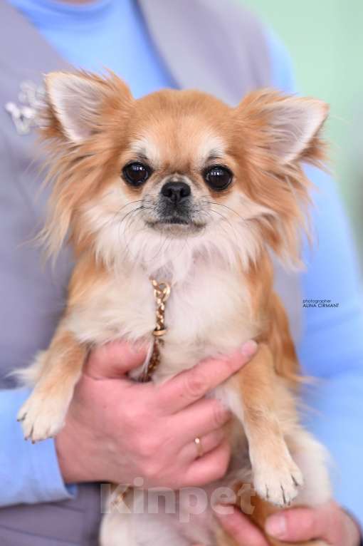 Собаки в Мурманске: Щенок длинношерстной чихуахуа  Девочка, 50 000 руб. - фото 2