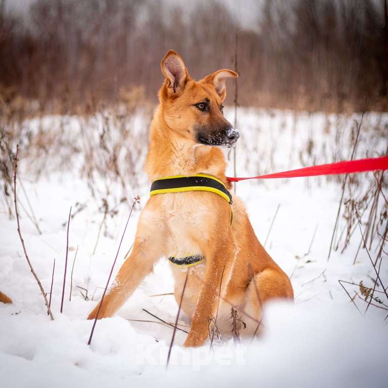 Собаки в Москве: Молодая Ириска ждет Вас! Девочка, Бесплатно - фото 2
