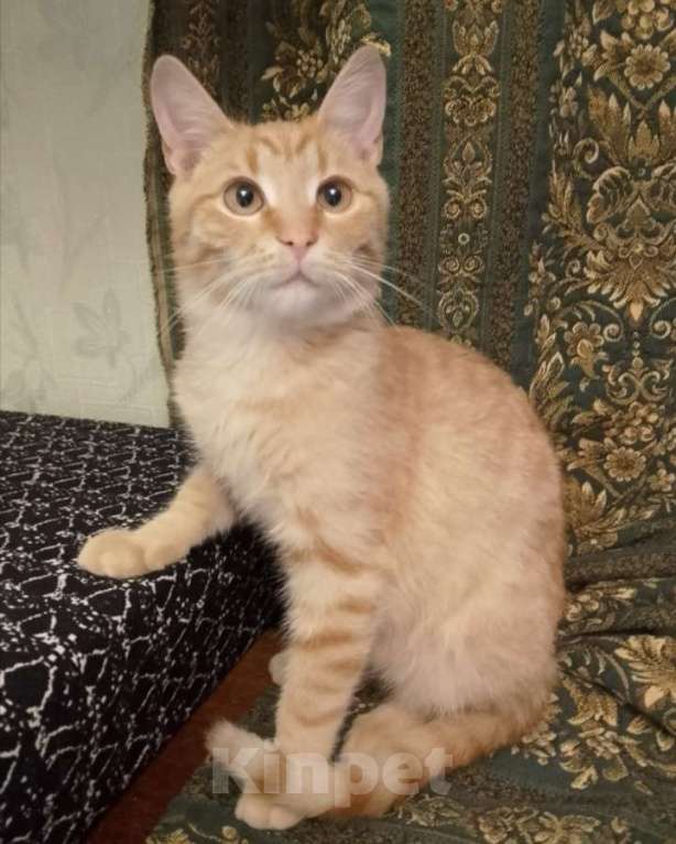 Кошки в Москве: Савелий в добрые руки. Мальчик, Бесплатно - фото 2