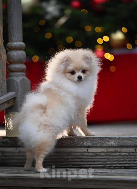 Собаки в Москве: Мальчик померанского шпица Мальчик, 35 000 руб. - фото 3