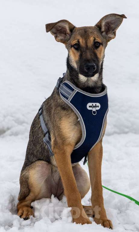 Собаки в Москве: Отдам щенка в добрые руки Девочка, Бесплатно - фото 4