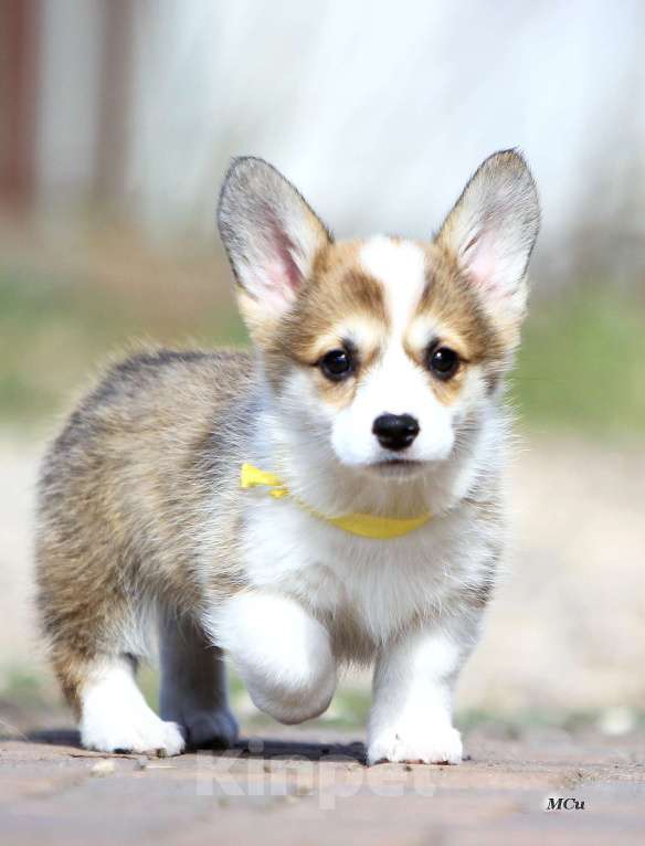 Собаки в Раменском: Красивая девочка Вельш корги пемброк  Девочка, 60 000 руб. - фото 2