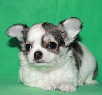 Собаки в Санкт-Петербурге: чихуахуа мальчик Мальчик, 50 000 руб. - фото 5