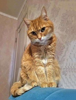 Воспитанная интеллигентная рыжая кошечка Алиса ищет дом