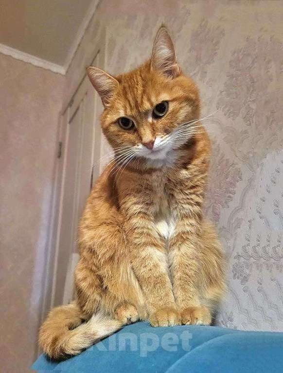 Кошки в Москве: Воспитанная интеллигентная рыжая кошечка Алиса ищет дом Девочка, 10 руб. - фото 1