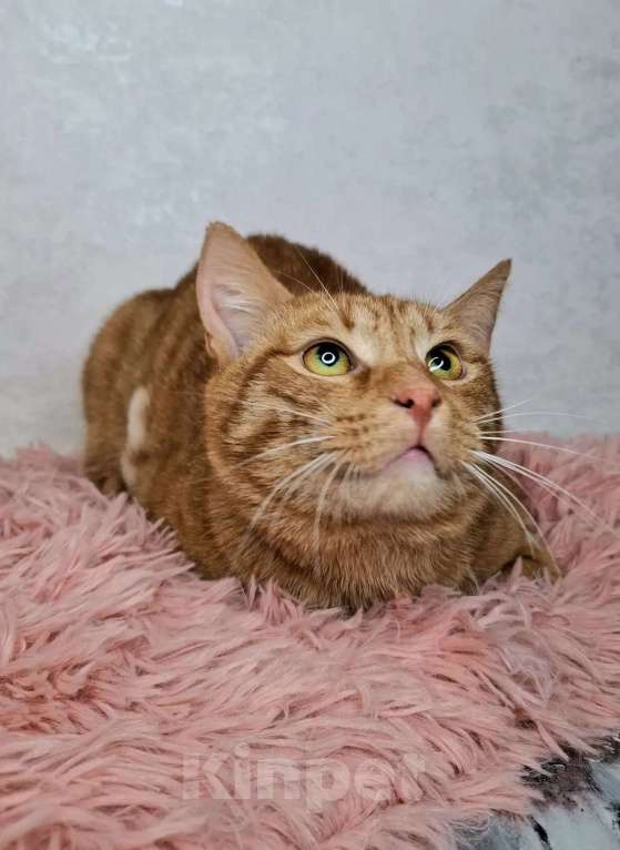 Кошки в Москве: Рыжий кот в добрые руки Мальчик, Бесплатно - фото 10