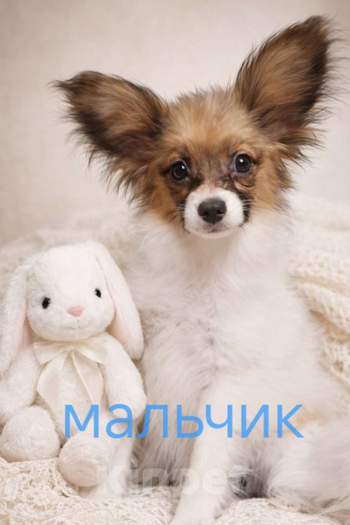 Собаки в Москве: щенок, папийон (Континентальный той спаниель) Мальчик, Бесплатно - фото 1