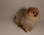 Собаки в Костроме: Померанский шпиц девочка Девочка, 40 000 руб. - фото 2