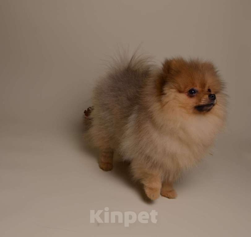 Собаки в Костроме: Померанский шпиц девочка Девочка, 40 000 руб. - фото 2