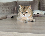 Кошки в Москве: Котик- красавчик Мальчик, Бесплатно - фото 9