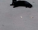 Кошки в Москве: Потерялся кот Мальчик, Бесплатно - фото 2