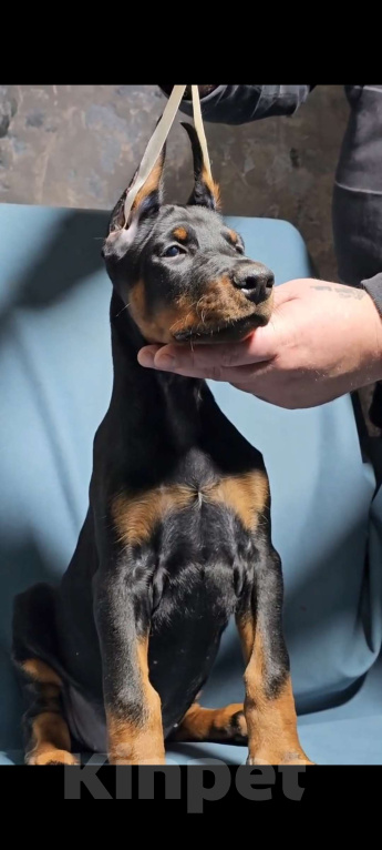 Собаки в Москве: Щенки добермана Девочка, Бесплатно - фото 6