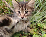 Кошки в Саратове: Котята в добрые руки Девочка, Бесплатно - фото 1