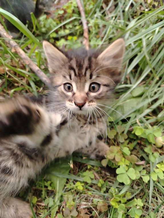 Кошки в Саратове: Котята в добрые руки Девочка, Бесплатно - фото 1