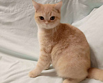 Кошки в Москве: Британский котенок Девочка, 15 000 руб. - фото 2