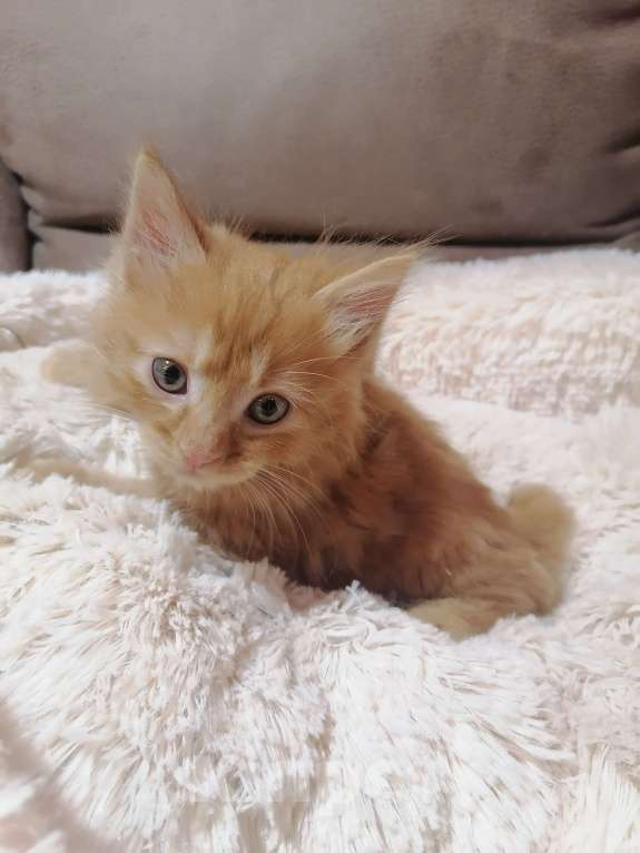 Кошки в Калуге: Котенок - Малыш Мальчик, 45 000 руб. - фото 2