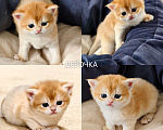 Кошки в других городах Ростовской области: Котята Шотландские золотые шиншиллы Разнополые, 20 000 руб. - фото 4