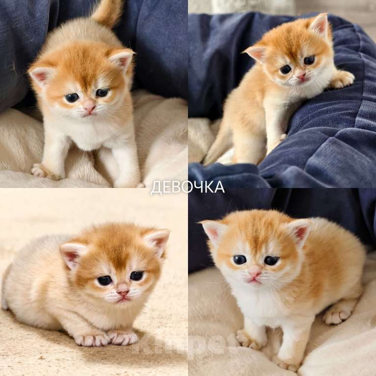 Кошки в других городах Ростовской области: Котята Шотландские золотые шиншиллы Разнополые, 20 000 руб. - фото 4