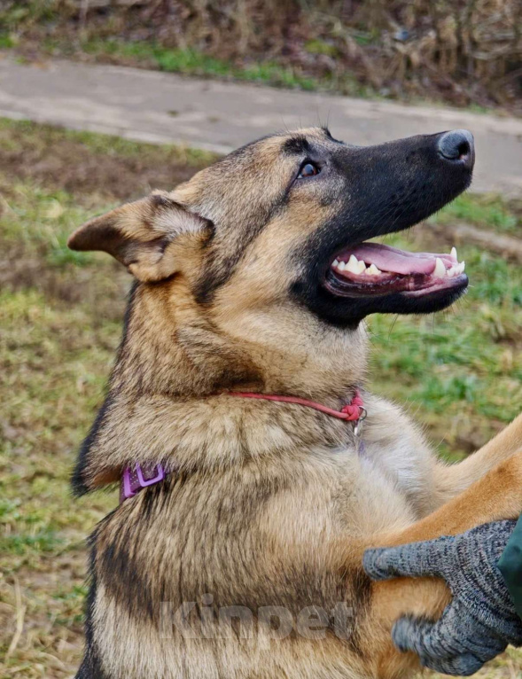 Собаки в Москве: Рада ищет семью Девочка, Бесплатно - фото 5