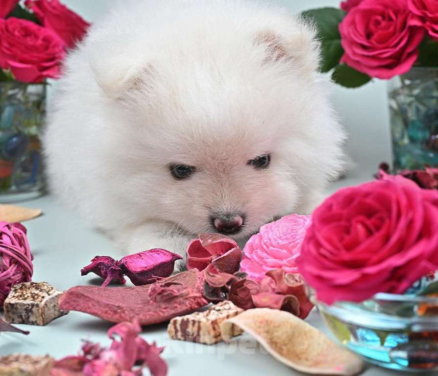 Собаки в Нижнем Новгороде: Щенок шпица Мальчик, 40 000 руб. - фото 4