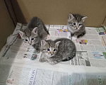 Кошки в Перми: Котёнок в добрые руки, Бесплатно - фото 2