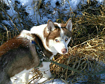 Собаки в Артеме: Вязка кобель Хаски Мальчик, 3 200 руб. - фото 1
