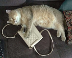 Кошки в Чебоксарах: Британский кот на вязку, 1 руб. - фото 4