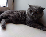 Кошки в Болхове: скоттиш- страйт - кот на вязку, Бесплатно - фото 3