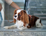 Собаки в Чапаевске: Доступен для вязки, 20 000 руб. - фото 1