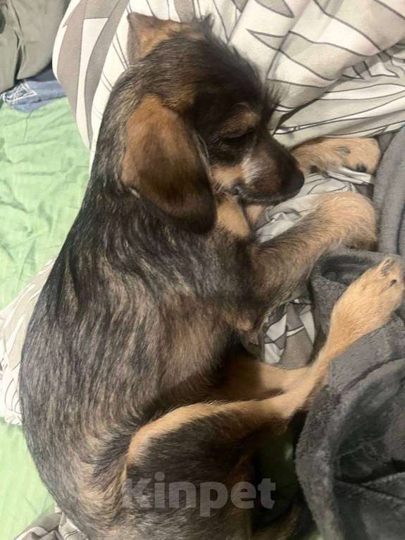 Собаки в Москве: Якутята ппбж Девочка, Бесплатно - фото 7