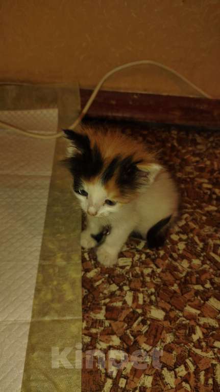 Кошки в Волгодонске: Прекрасная девочка Девочка, Бесплатно - фото 2