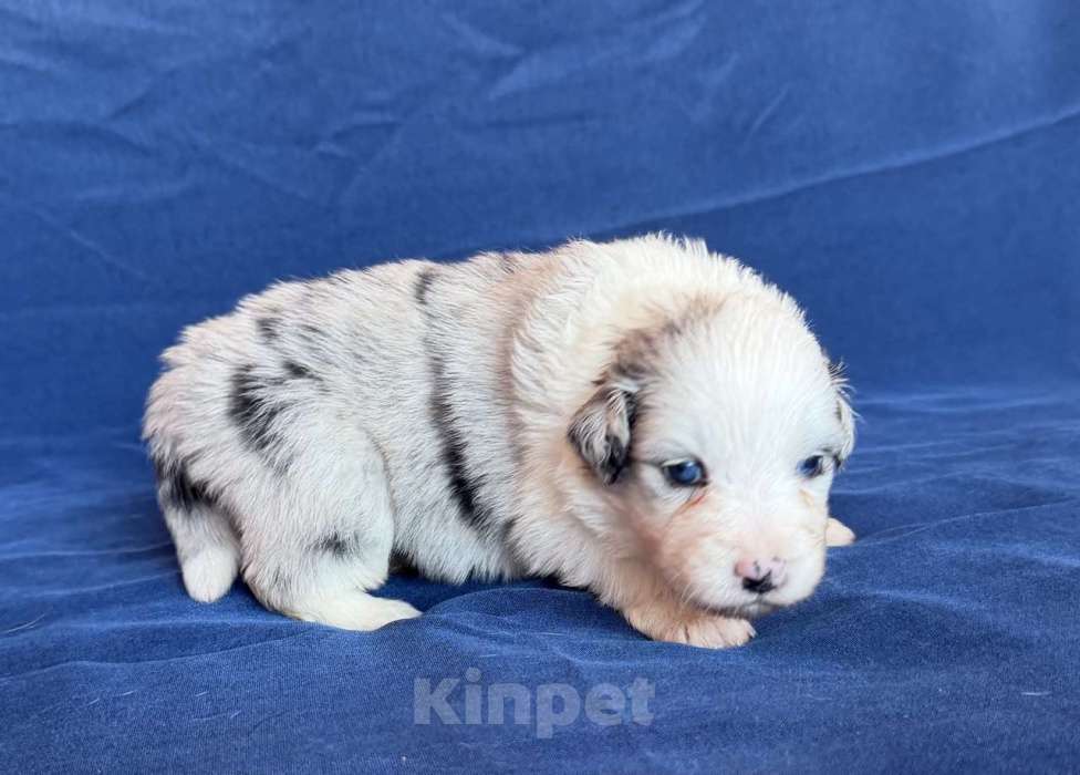 Собаки в других городах Новосибирской области: Щенки австралийской овчарки Девочка, Бесплатно - фото 1