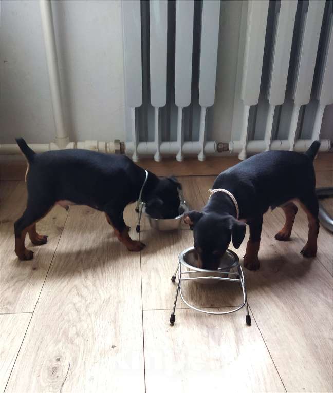 Собаки в Геленджике: Щенки цвергпинчера Мальчик, 50 000 руб. - фото 10