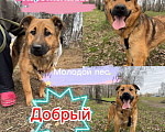 Собаки в Москве: Щенок Марс из приюта Мальчик, Бесплатно - фото 5