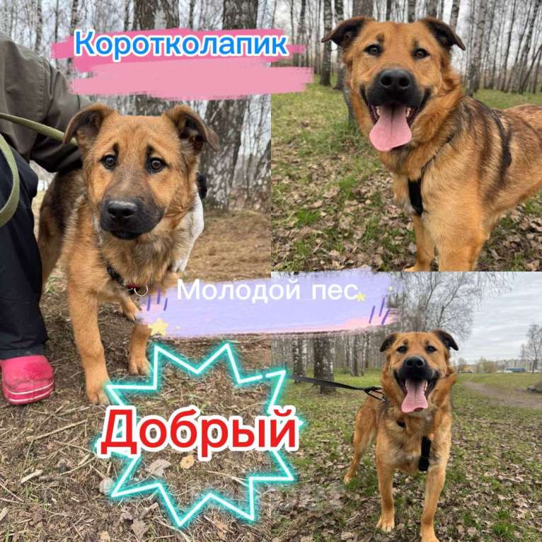 Собаки в Москве: Щенок Марс из приюта Мальчик, Бесплатно - фото 5