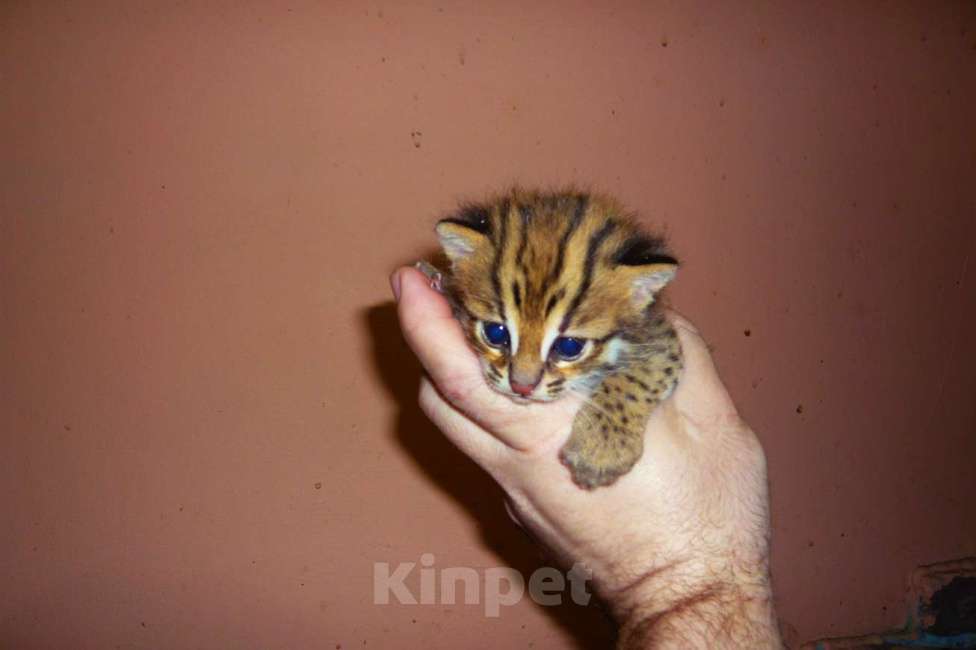 Кошки в Москве: азиатский леопардовый кот Мальчик, Бесплатно - фото 3