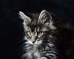 Кошки в Котельнике: Мейн-кун котёнок Мальчик, 27 000 руб. - фото 1