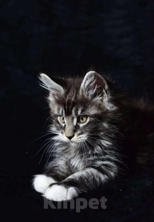 Кошки в Котельнике: Мейн-кун котёнок Мальчик, 27 000 руб. - фото 1