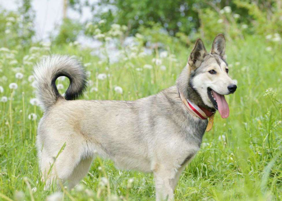 Собаки в Москве: Очень добрая и ласковая молодая собачка Лана ищет дом Девочка, 1 руб. - фото 5