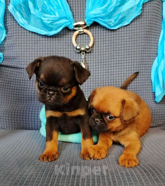 Собаки в Москве: Малый брабансон мальчики Мальчик, 40 000 руб. - фото 3