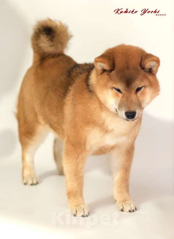 Собаки в Вологде: Сиба ину девочка РКФ с документами Девочка, 75 000 руб. - фото 9